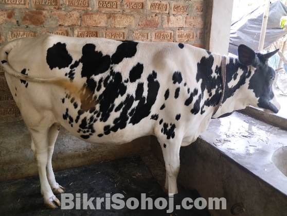 ফ্রিজিয়ান গরু
